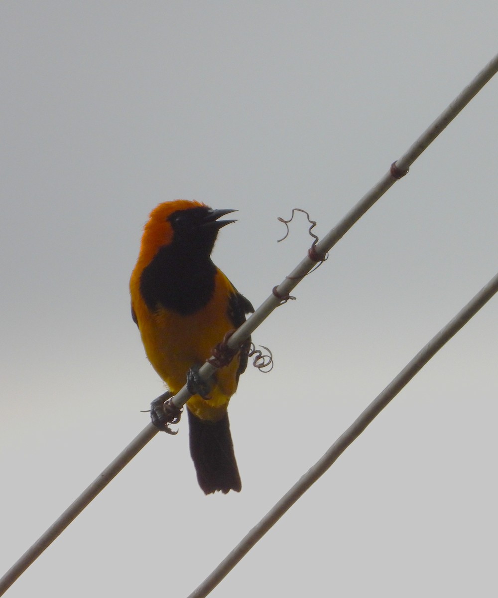 Orange-crowned Oriole - ML643776688