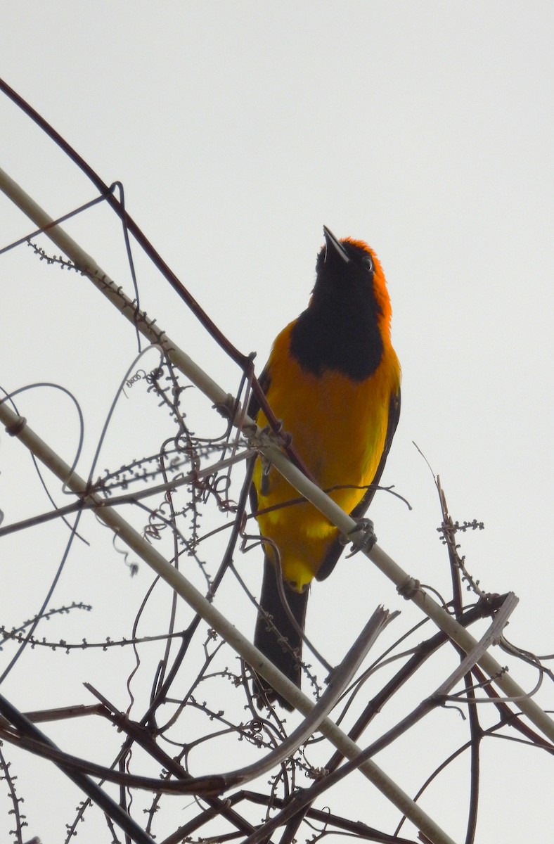 Orange-crowned Oriole - ML643776689