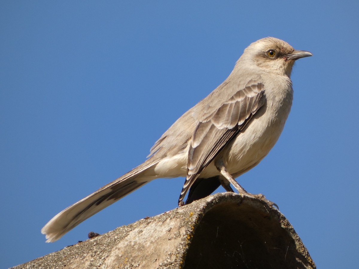 Tropical Mockingbird - ML643776694