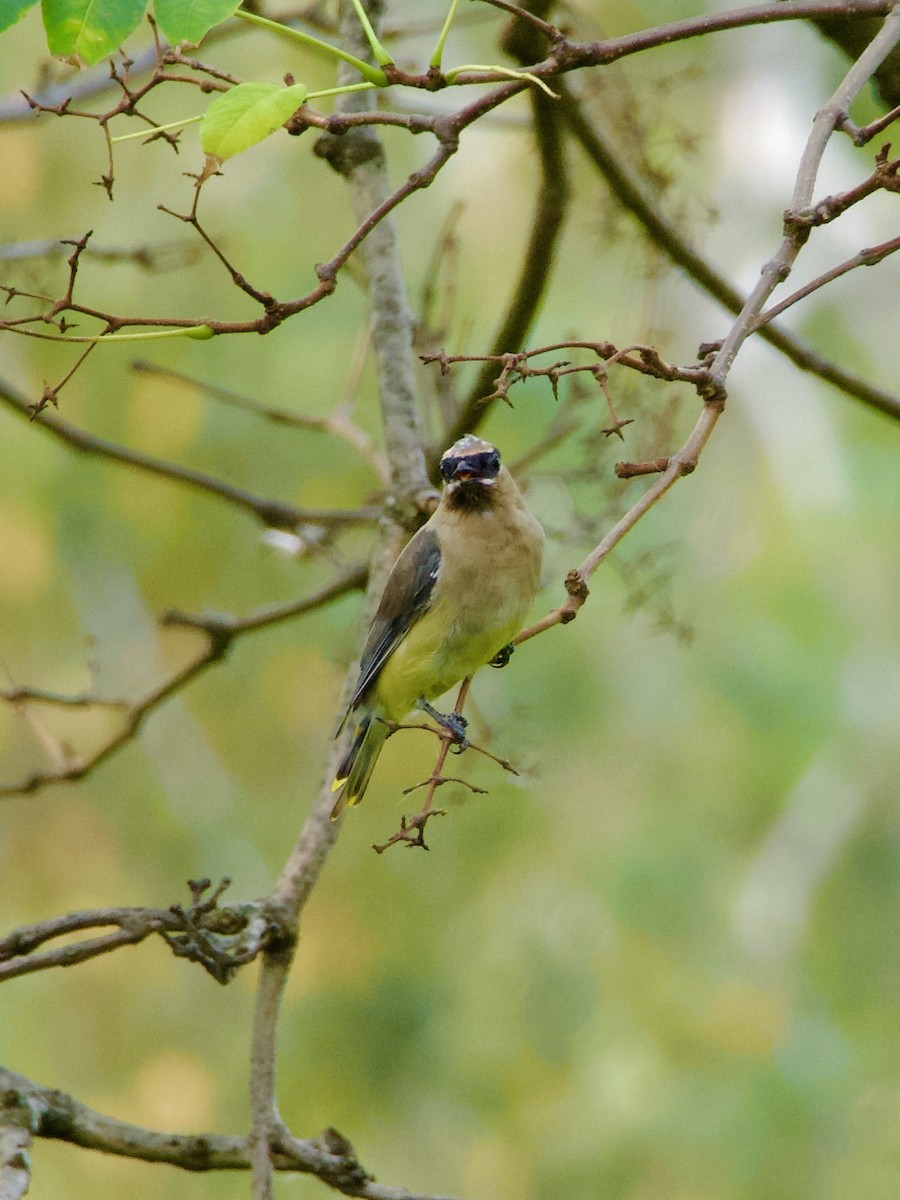 Cedar Waxwing - ML643776711