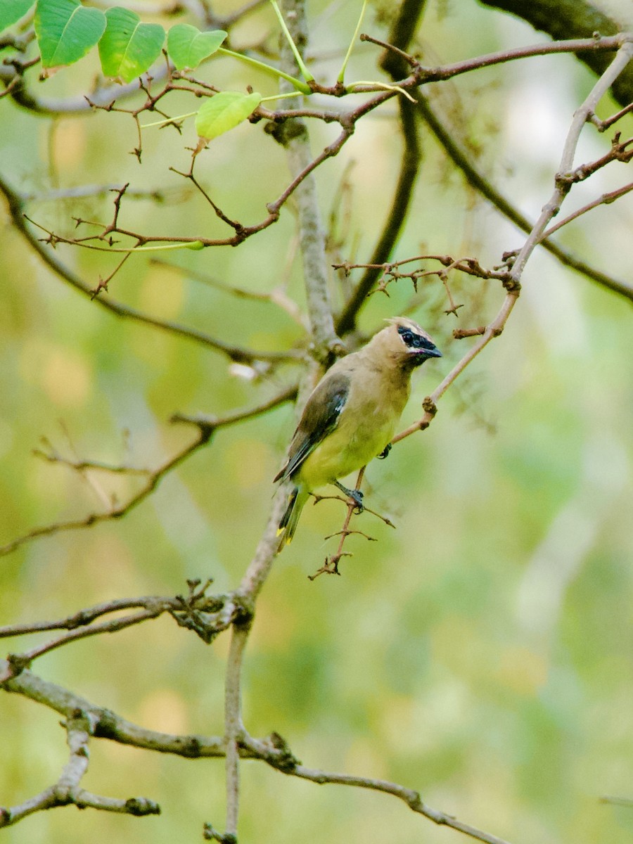 Cedar Waxwing - ML643776712
