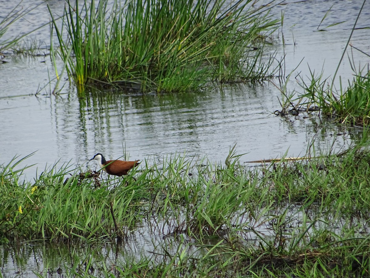 African Jacana - ML643776715