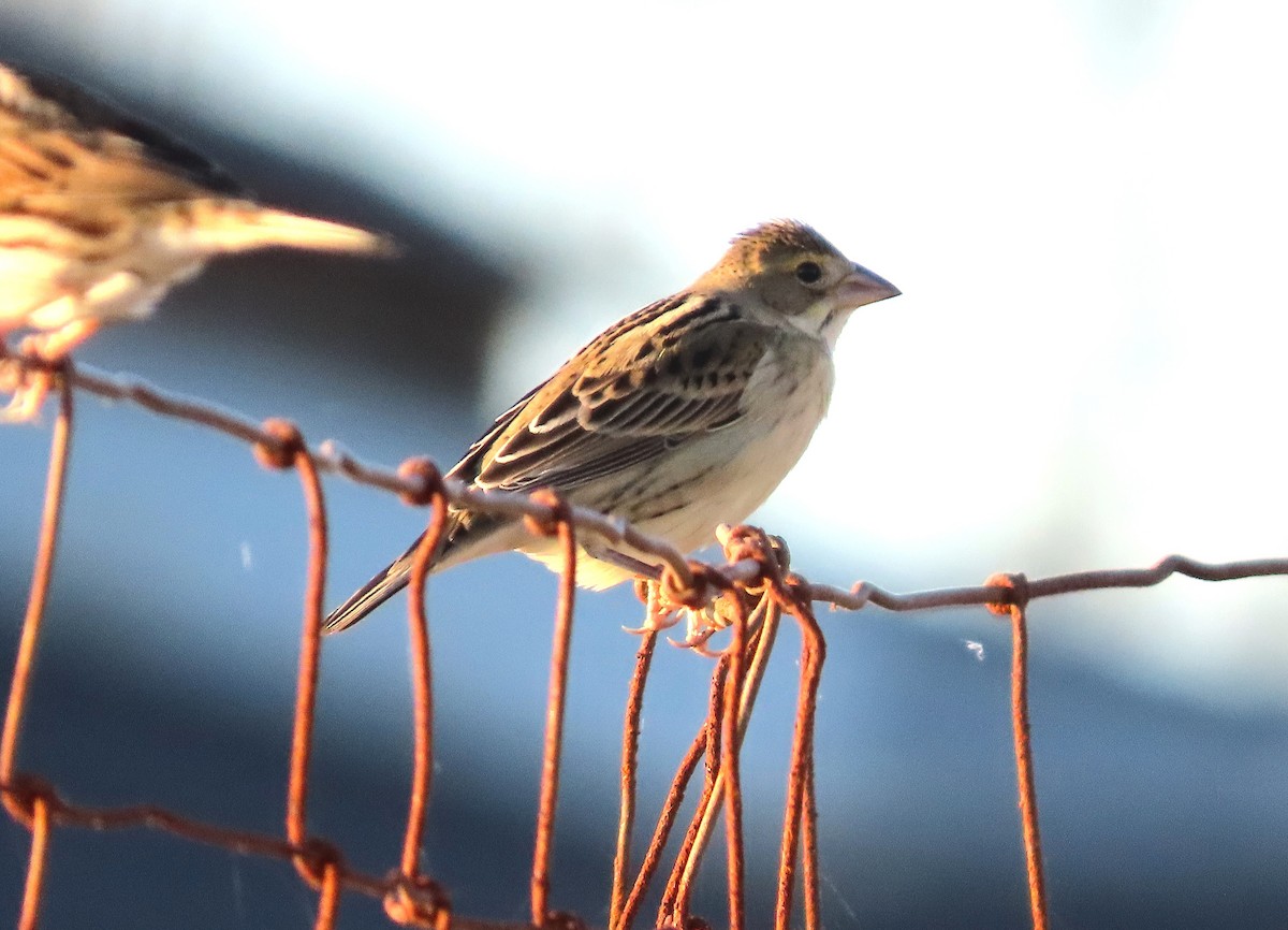 Dickcissel - ML643776718