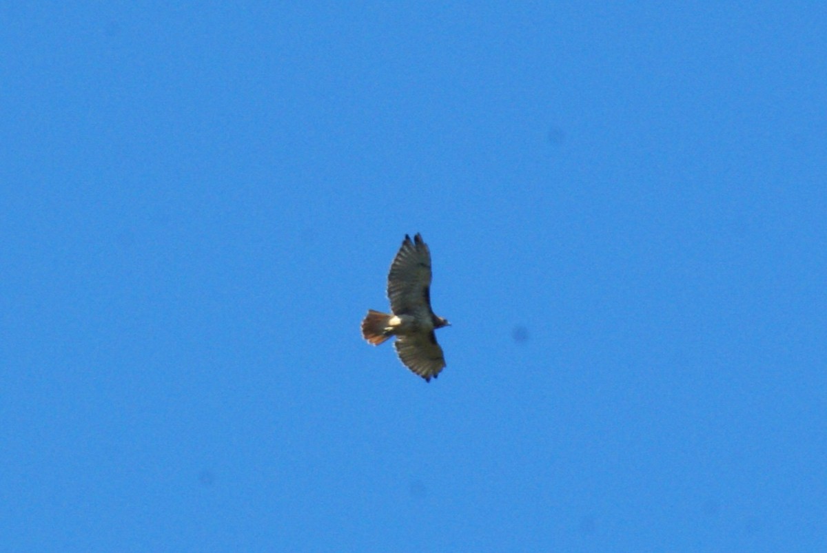 アカオノスリ - ML643776721