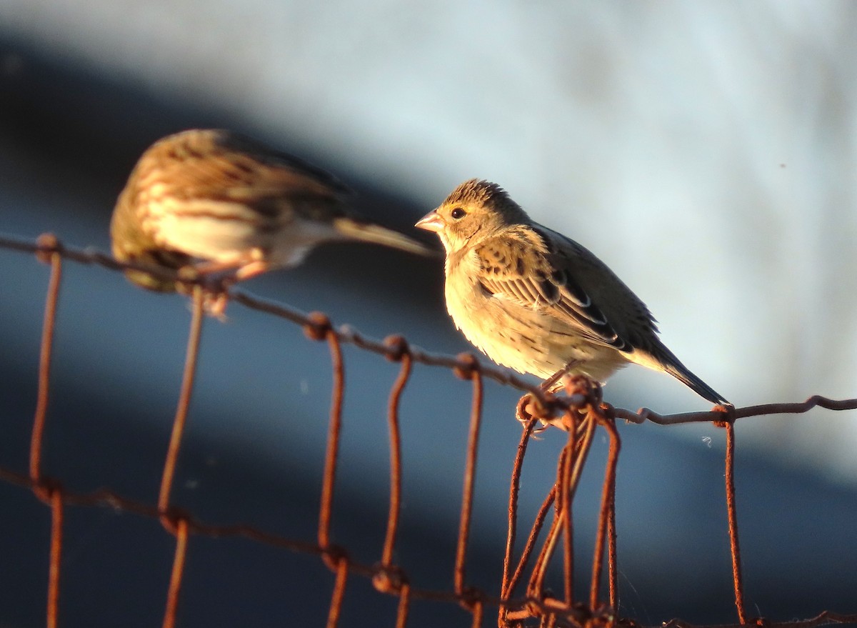 Dickcissel - ML643776724