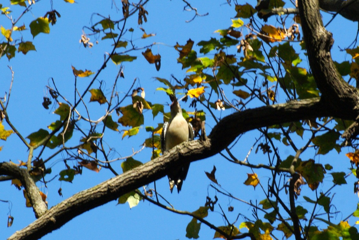 シマセゲラ - ML643776726