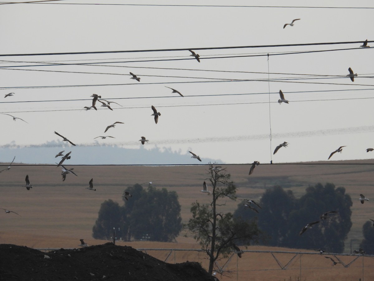 Kelp Gull - ML643776728