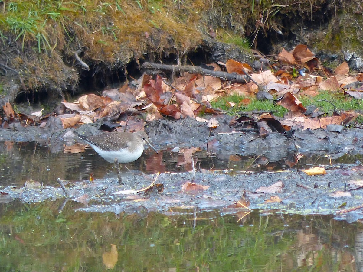 Solitary Sandpiper - ML643776729