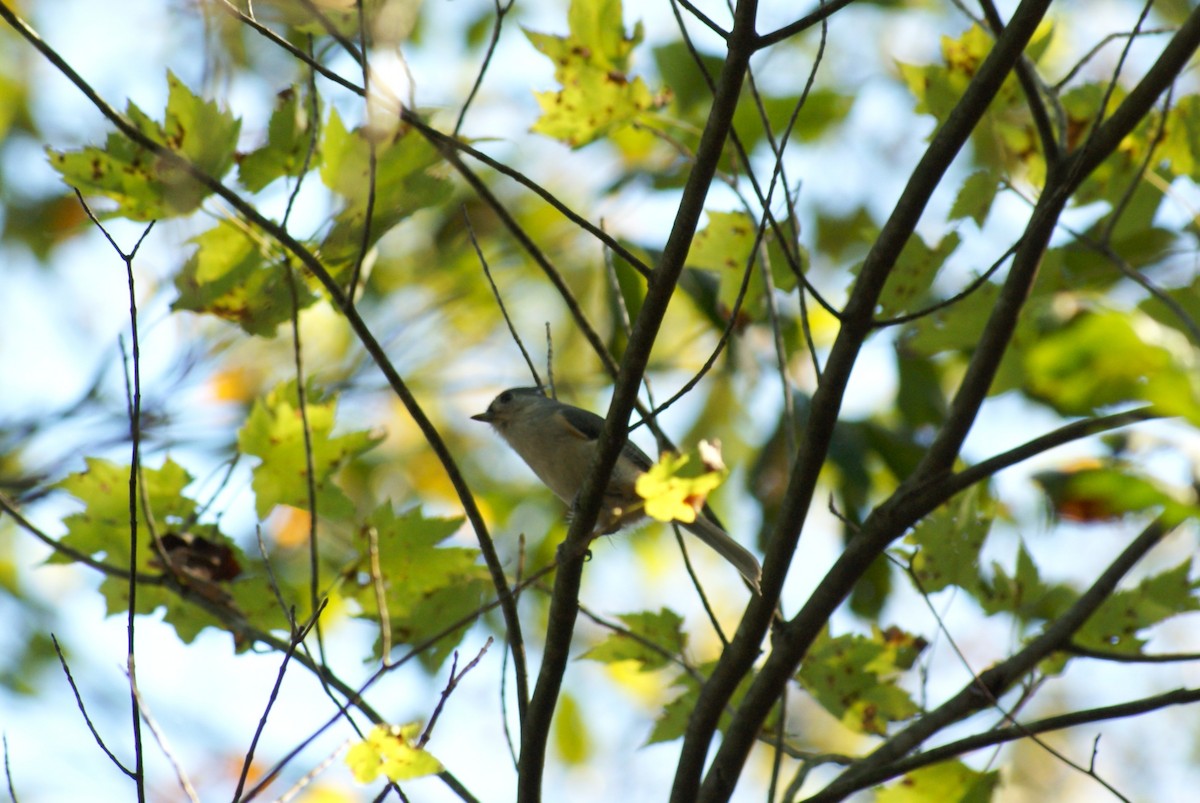 エボシガラ - ML643776731