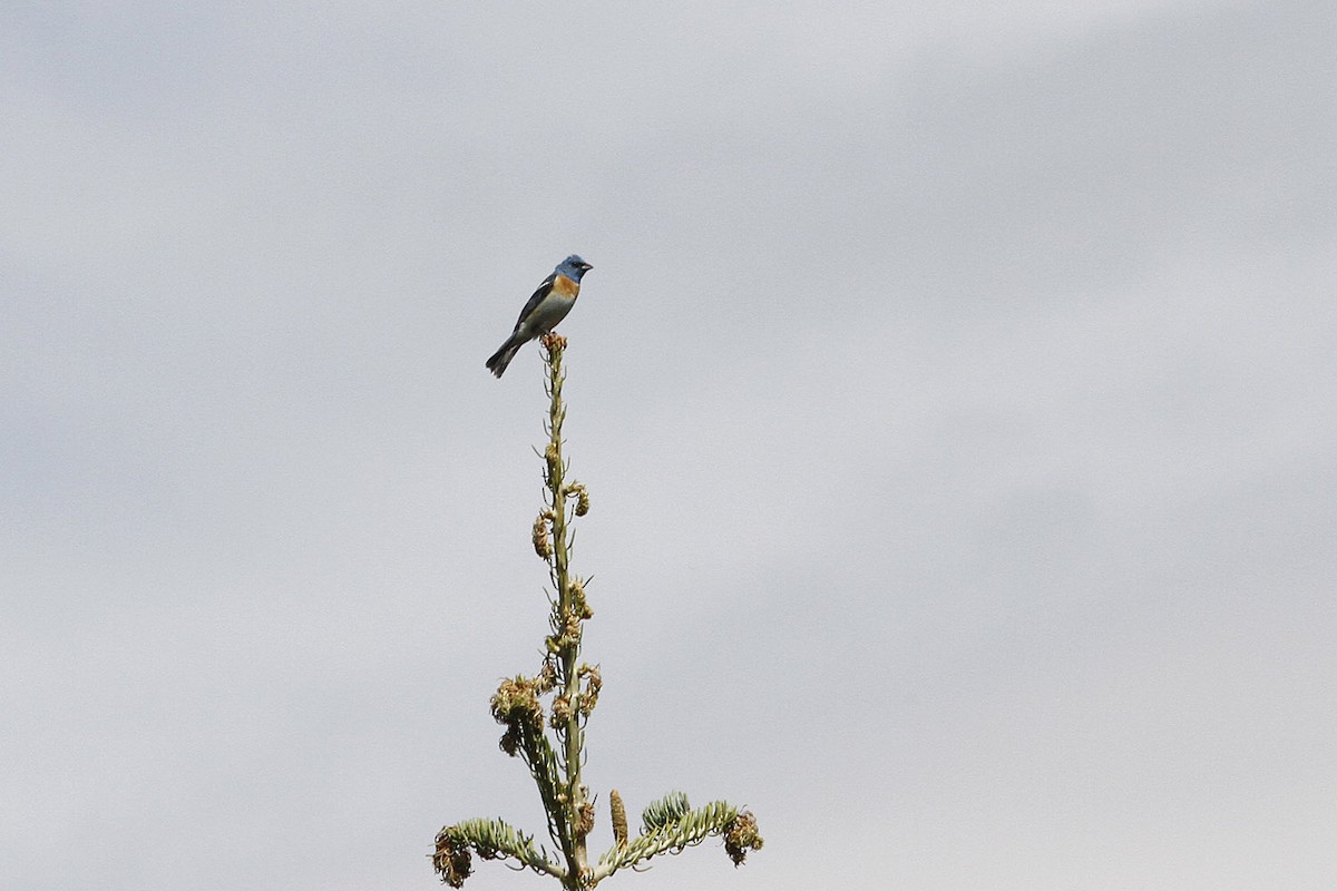 Lazuli Bunting - ML643776737