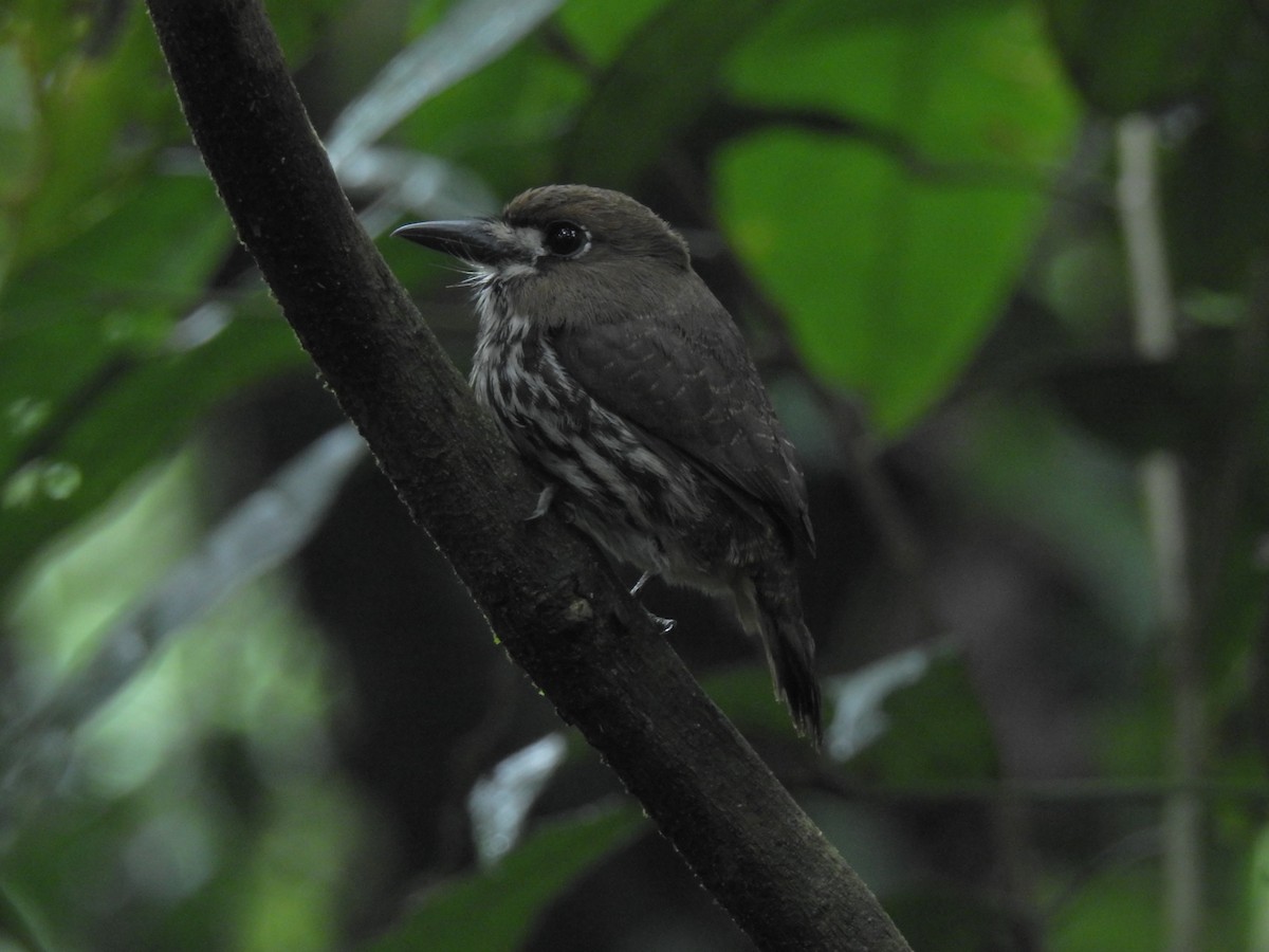 Lanceolated Monklet - ML643776738