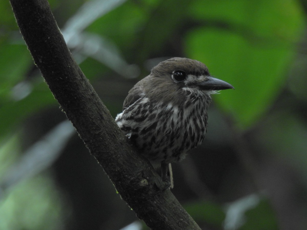 Lanceolated Monklet - ML643776747