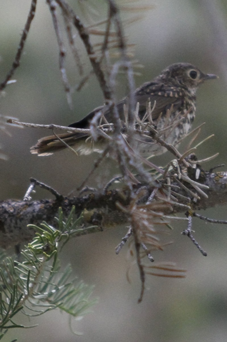 Swainson's Thrush - ML643776752