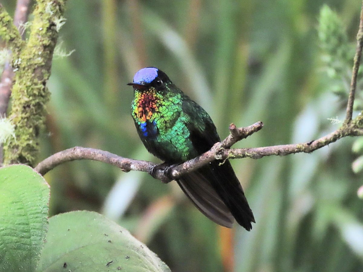 Fiery-throated Hummingbird - ML643776753