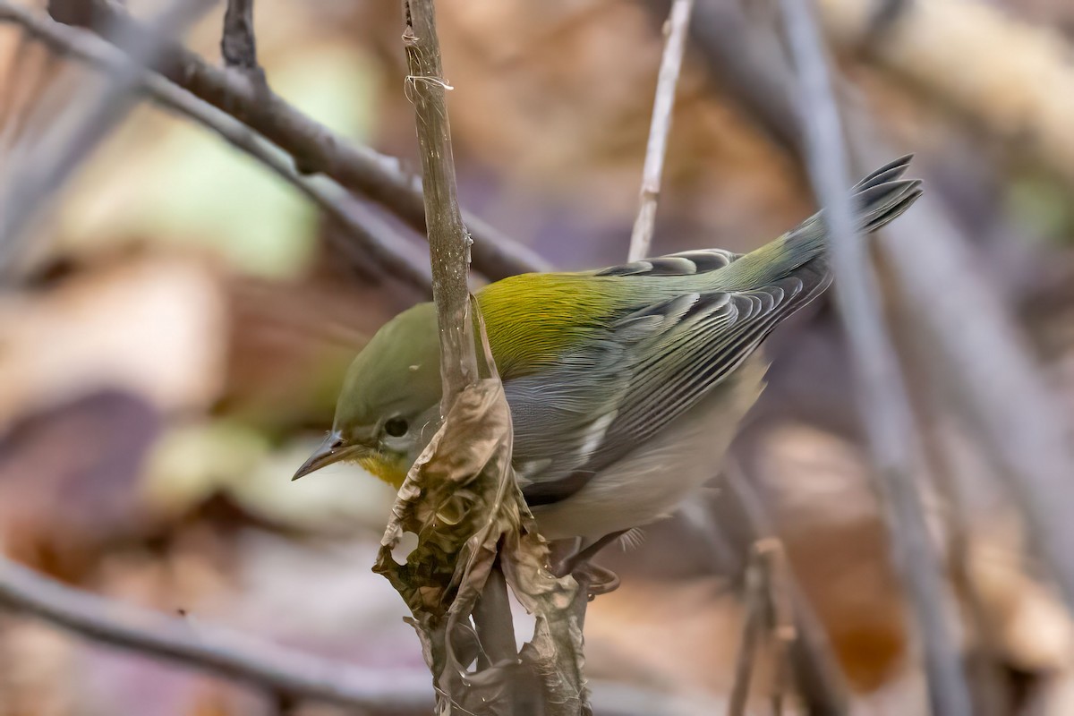 Northern Parula - ML643776772