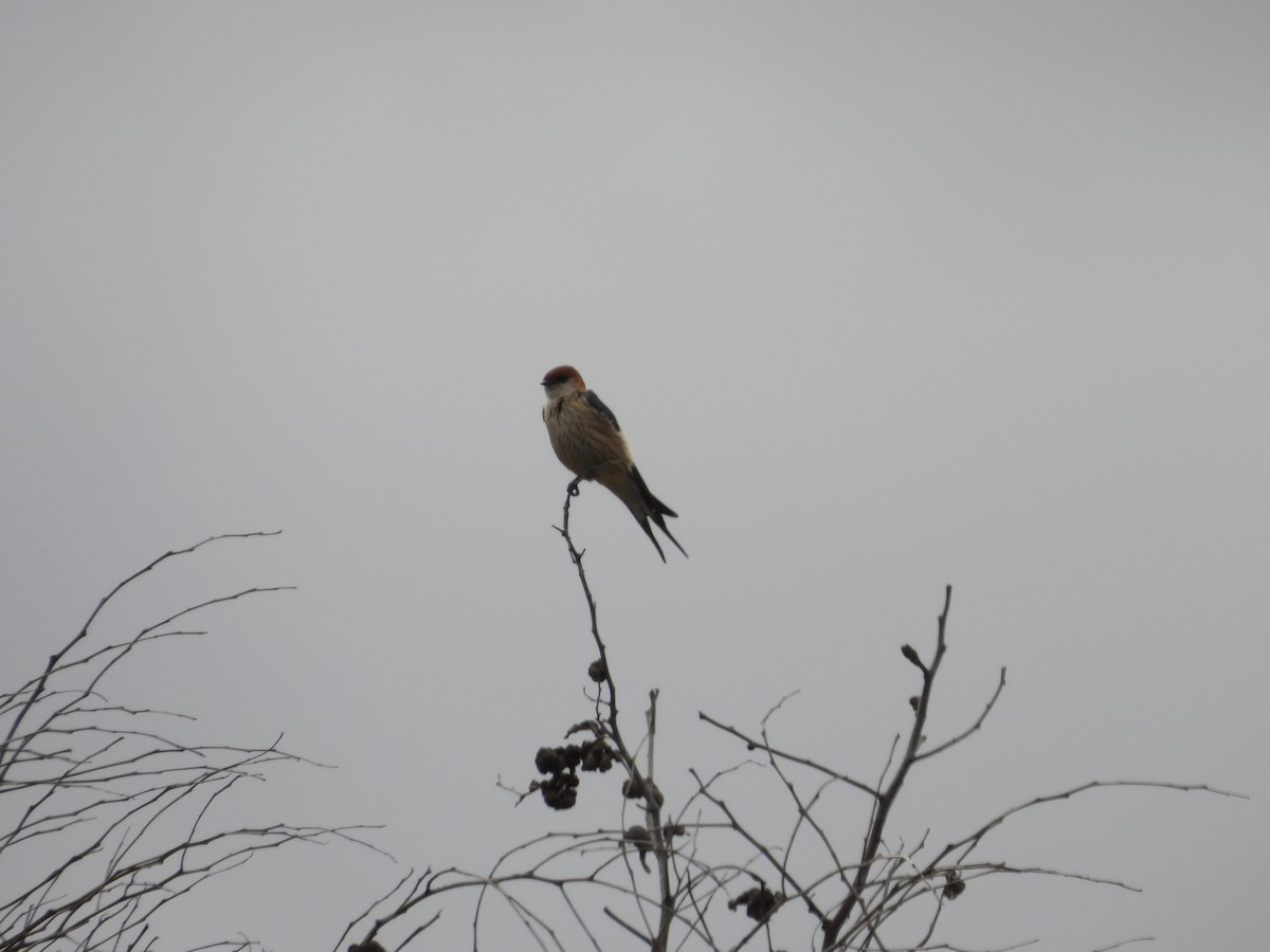 Greater Striped Swallow - ML643776782