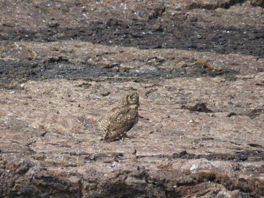 Short-eared Owl (Galapagos) - ML643776788