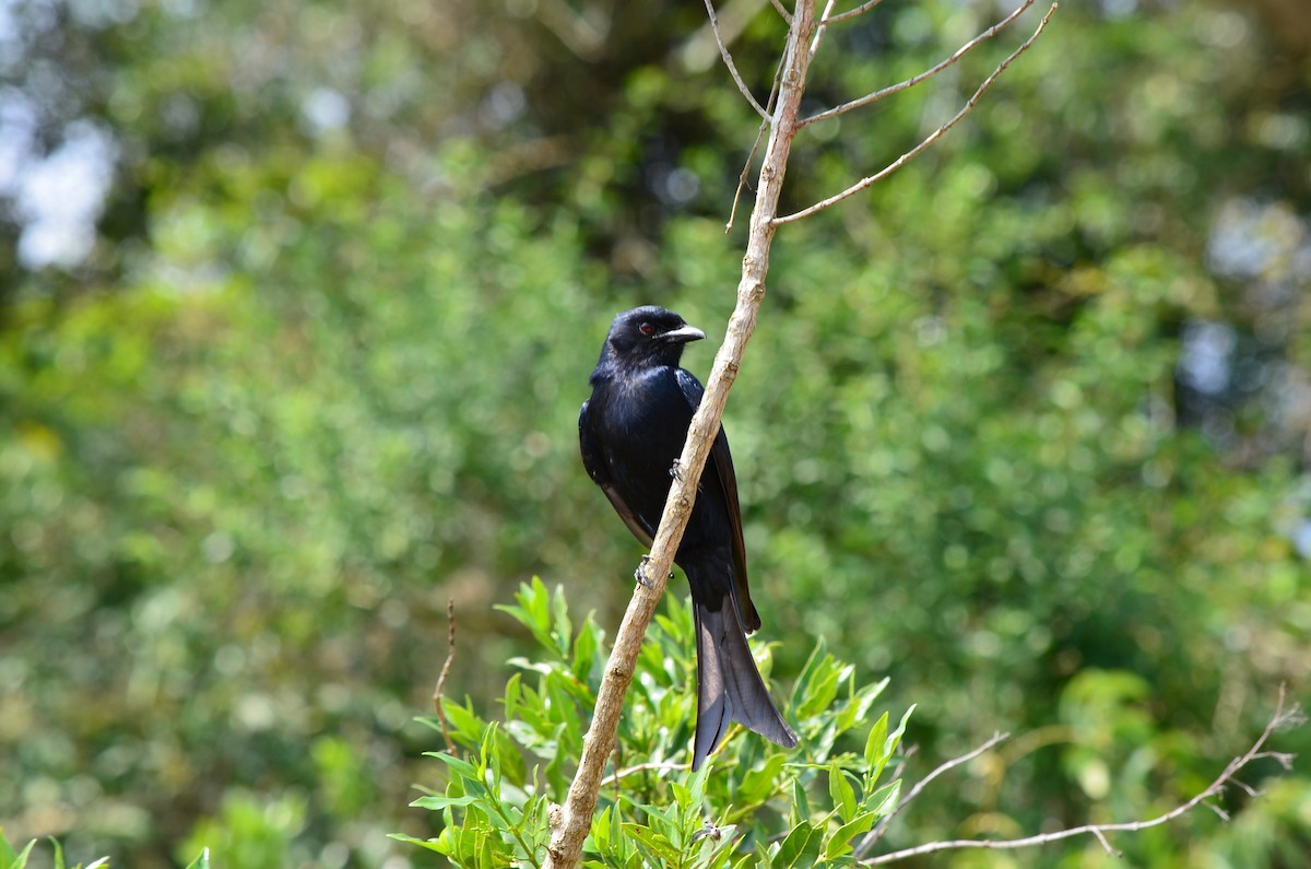 Fork-tailed Drongo - ML643776809