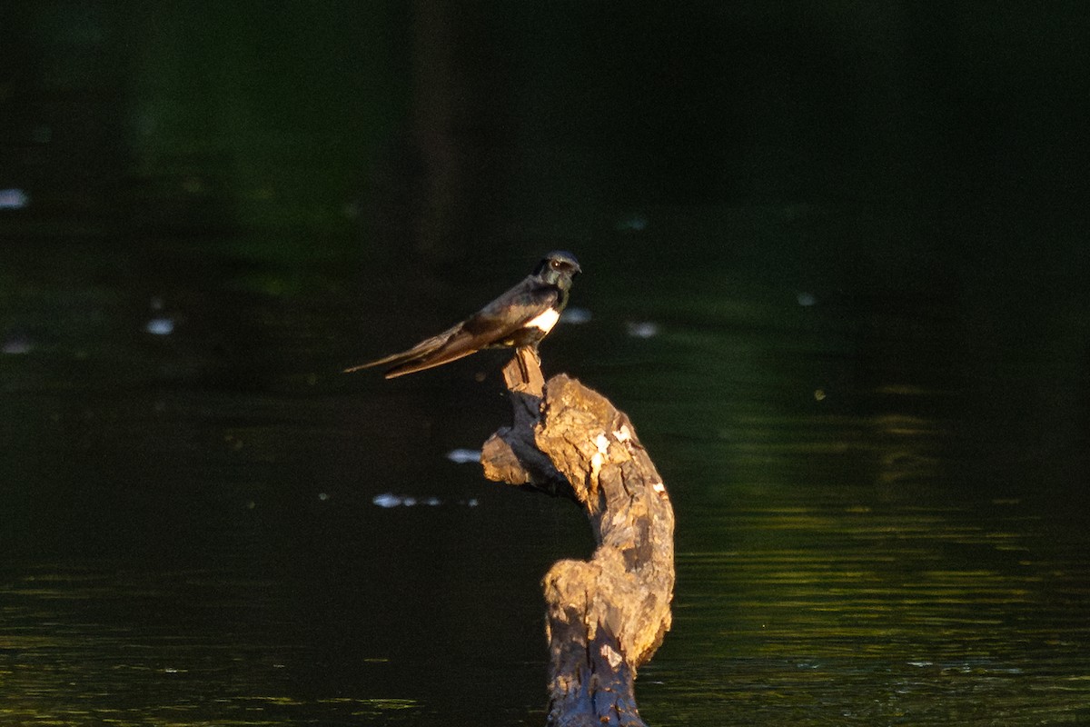 White-banded Swallow - ML643776811