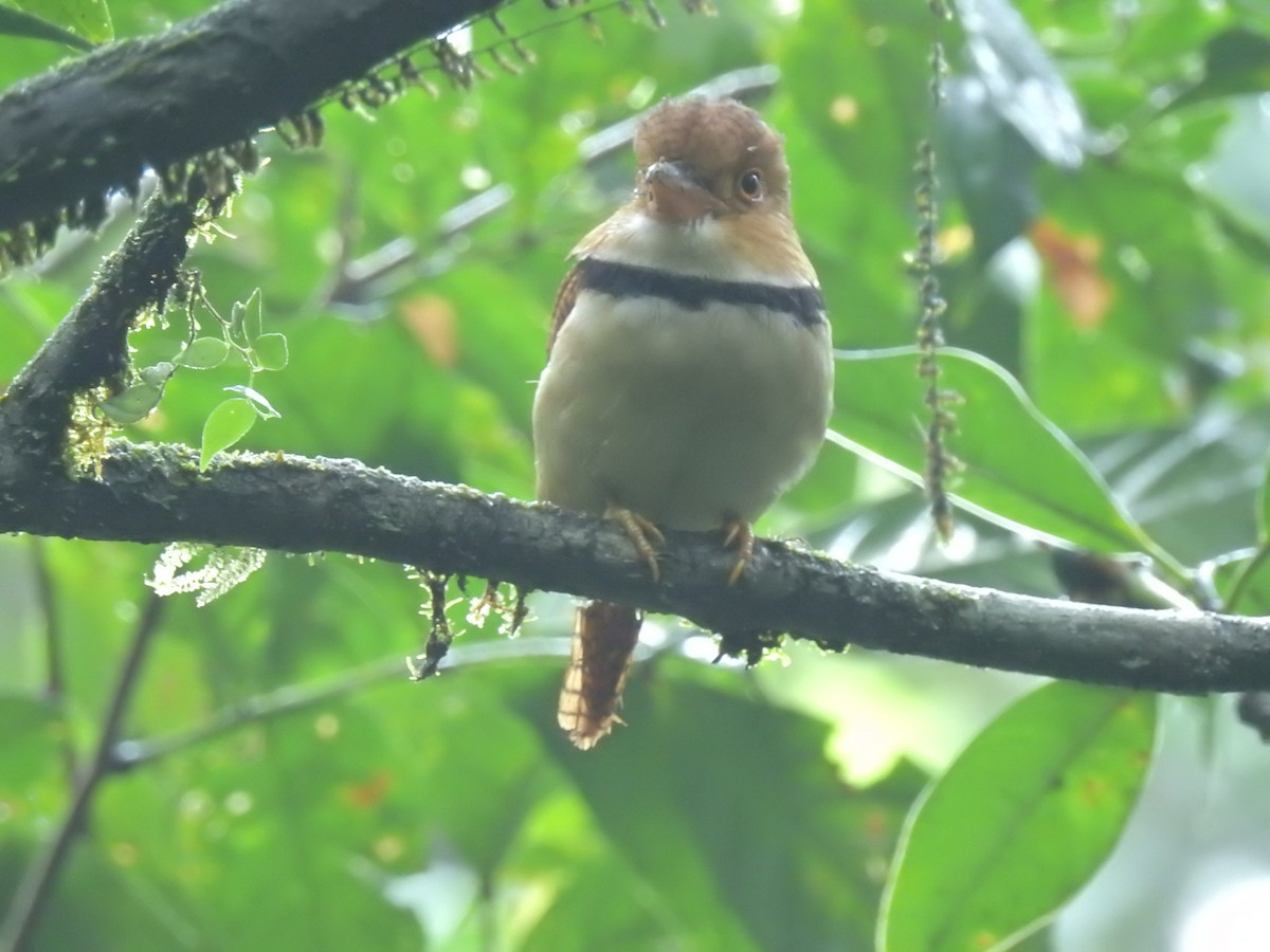 Collared Puffbird - ML643776817
