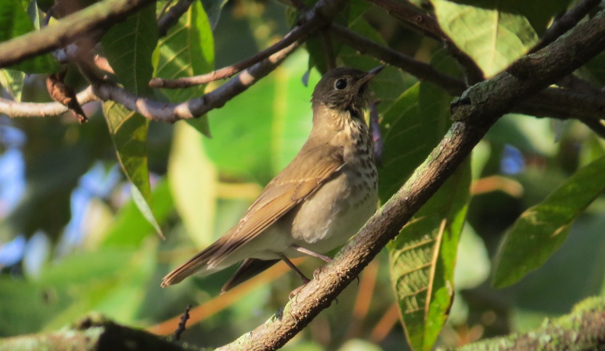 Swainson's Thrush - ML643776820