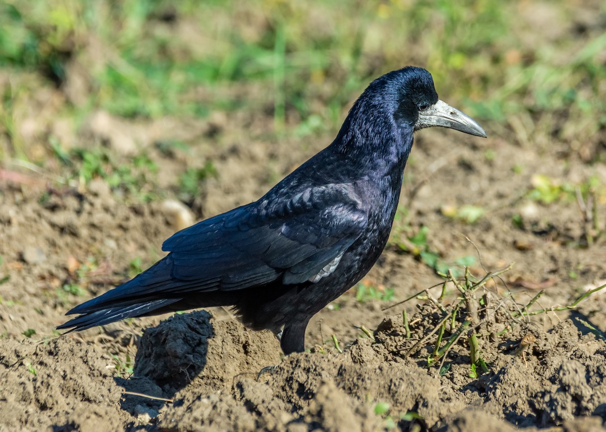 Corbeau freux - ML643776824
