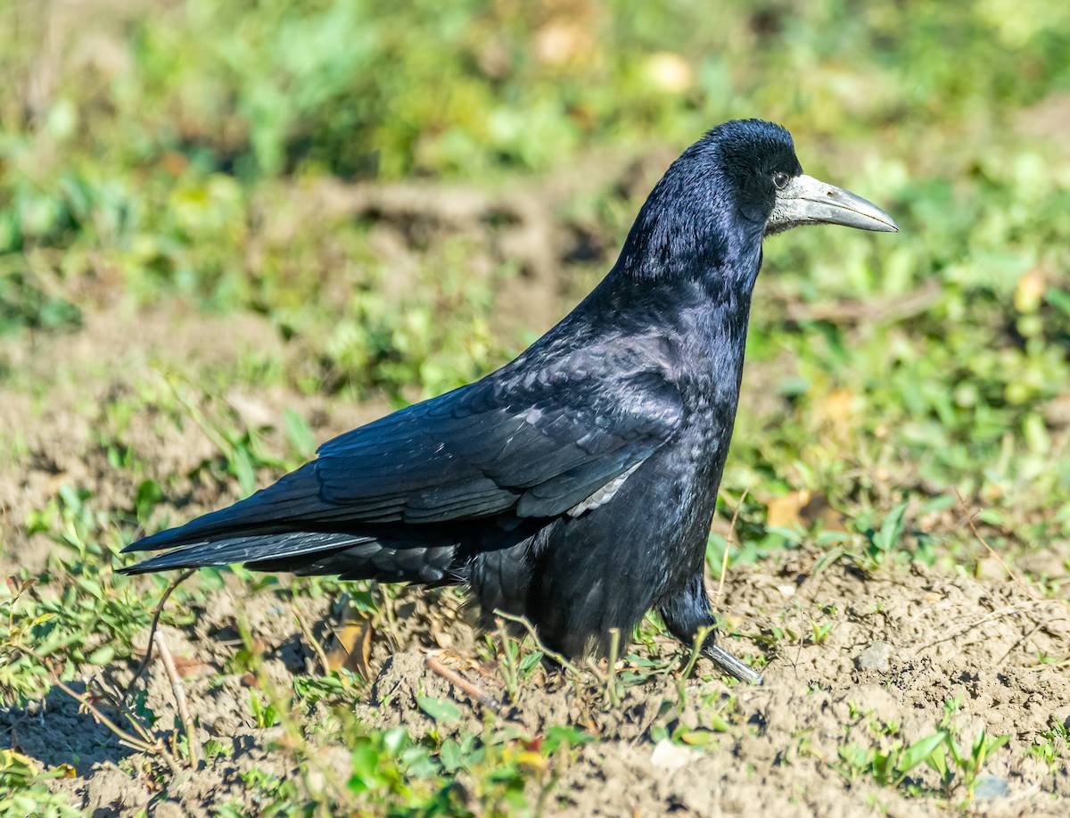 Corbeau freux - ML643776825