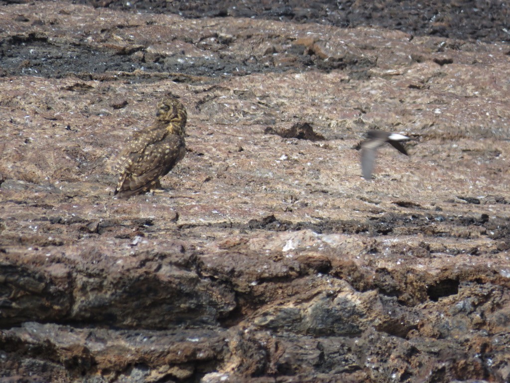 Short-eared Owl (Galapagos) - ML643776830