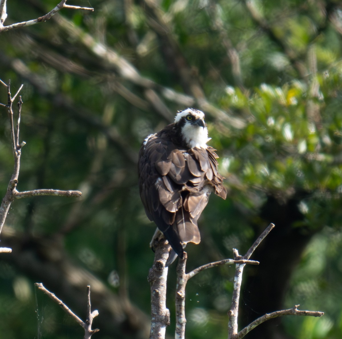 Osprey - ML643776835