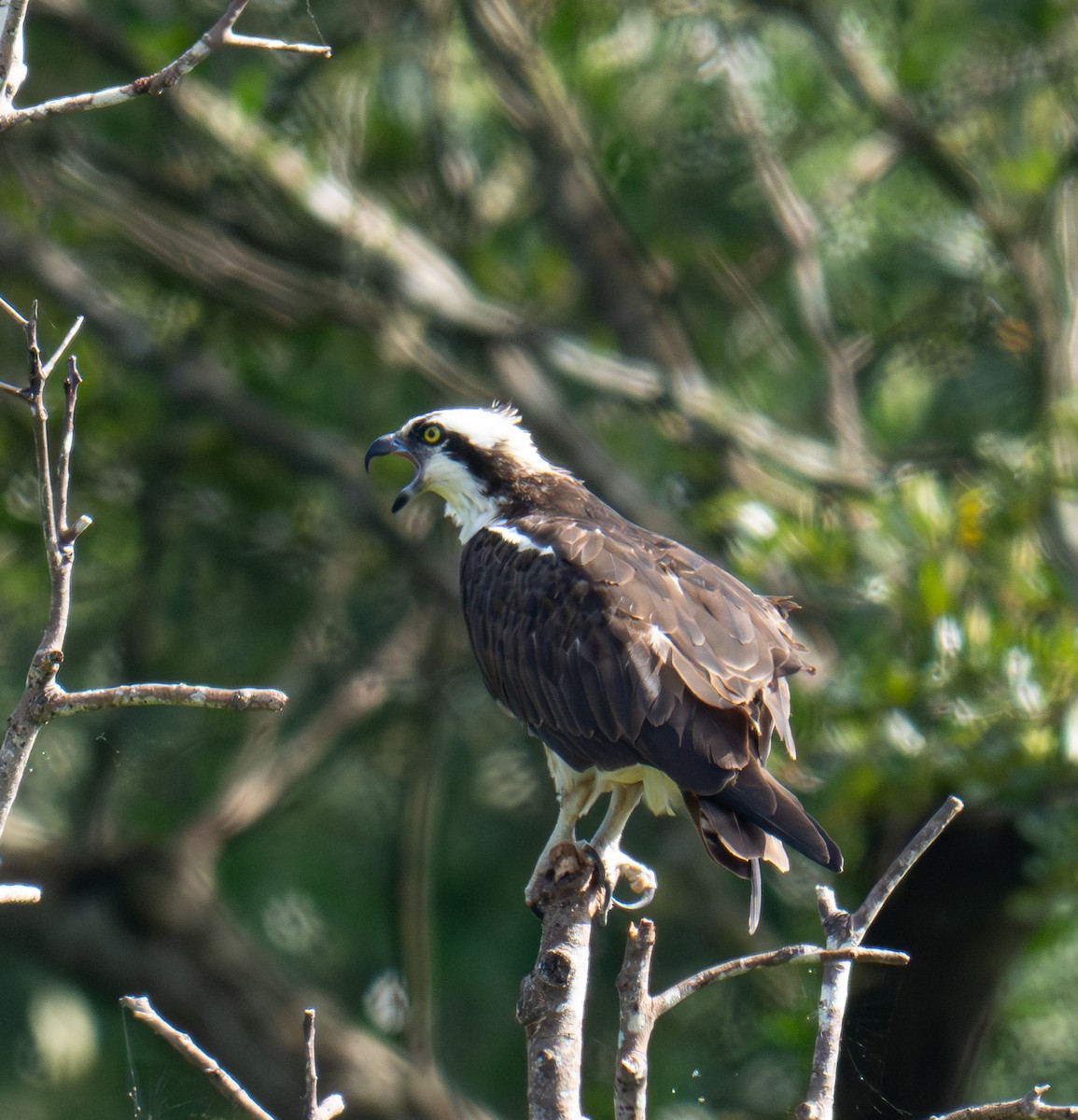 Osprey - ML643776836