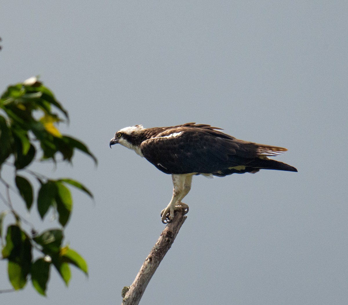 Osprey - ML643776837