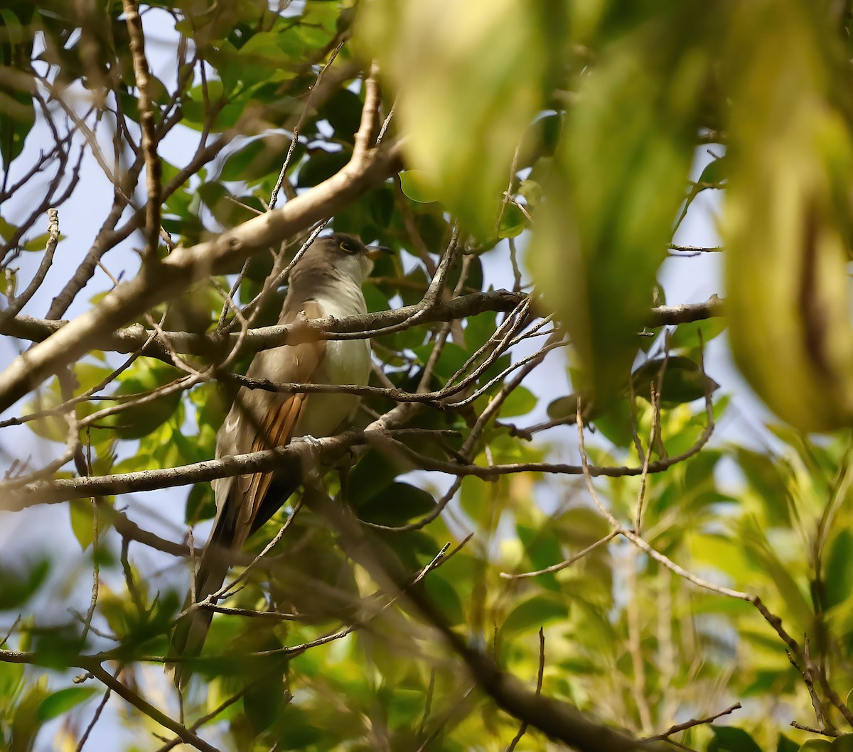 Yellow-billed Cuckoo - ML643776847