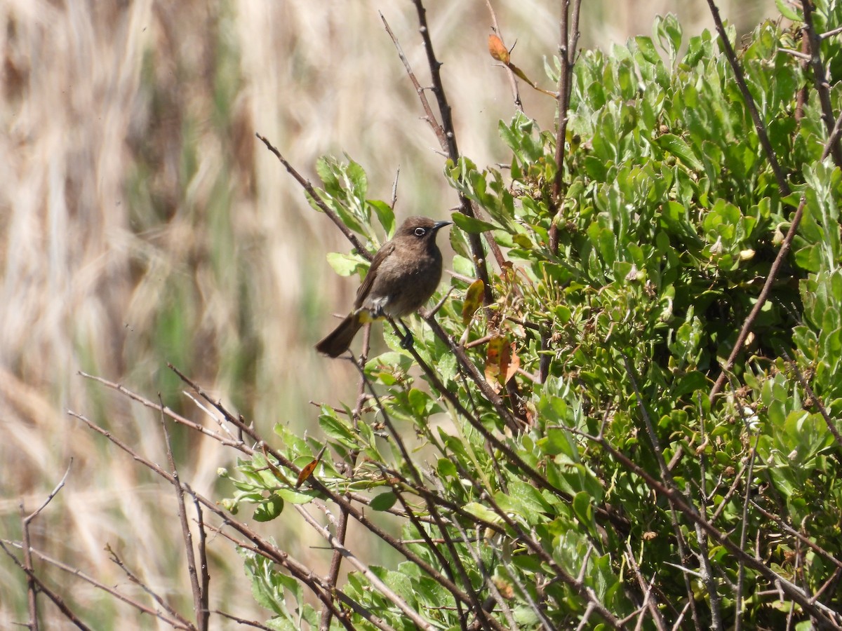 Cape Bulbul - ML643776850