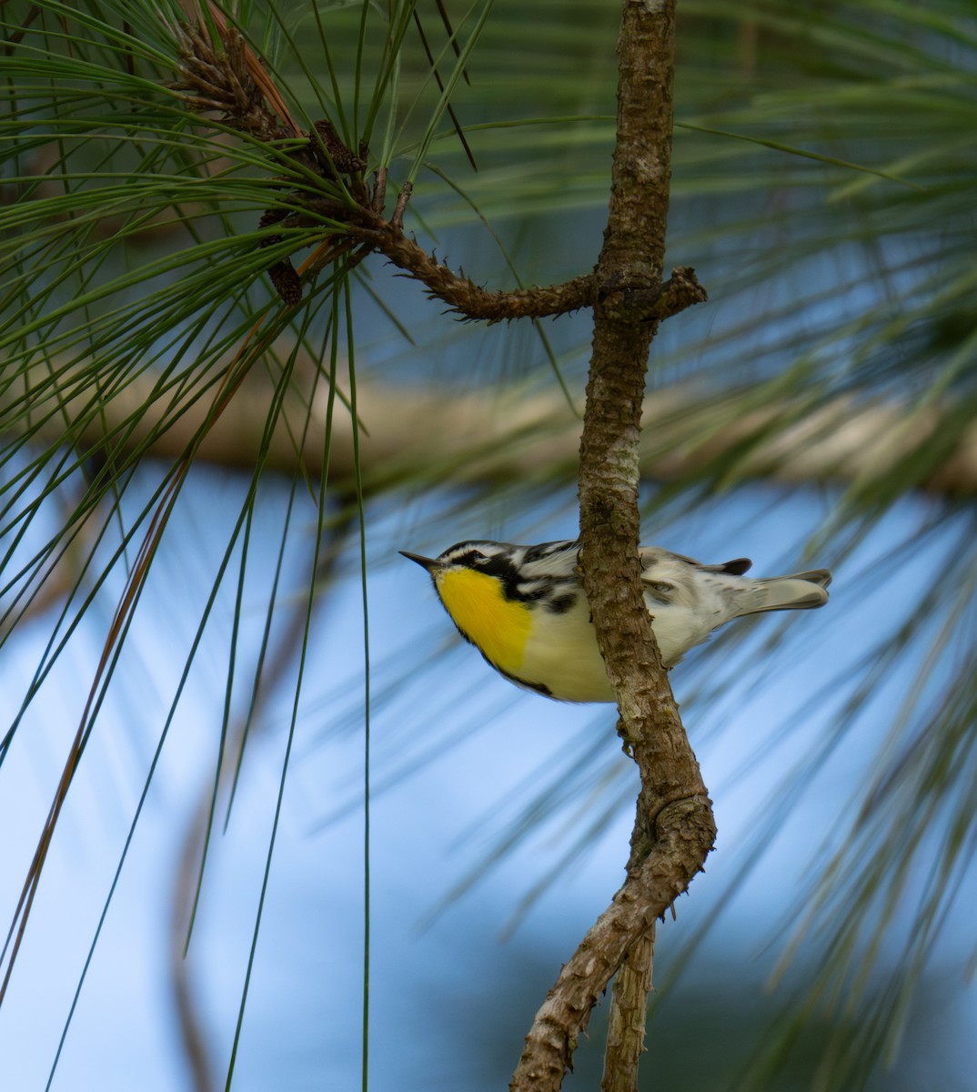 Yellow-throated Warbler - ML643776852