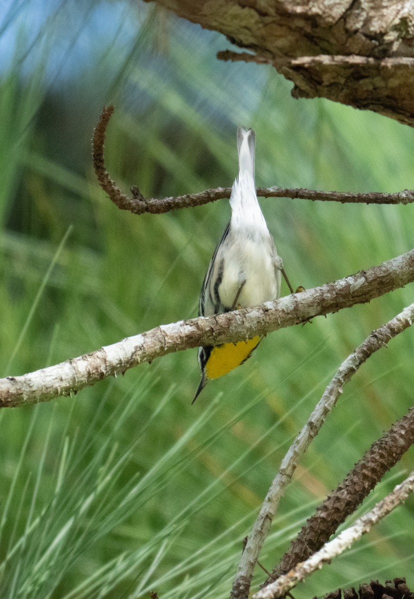 Yellow-throated Warbler - ML643776854