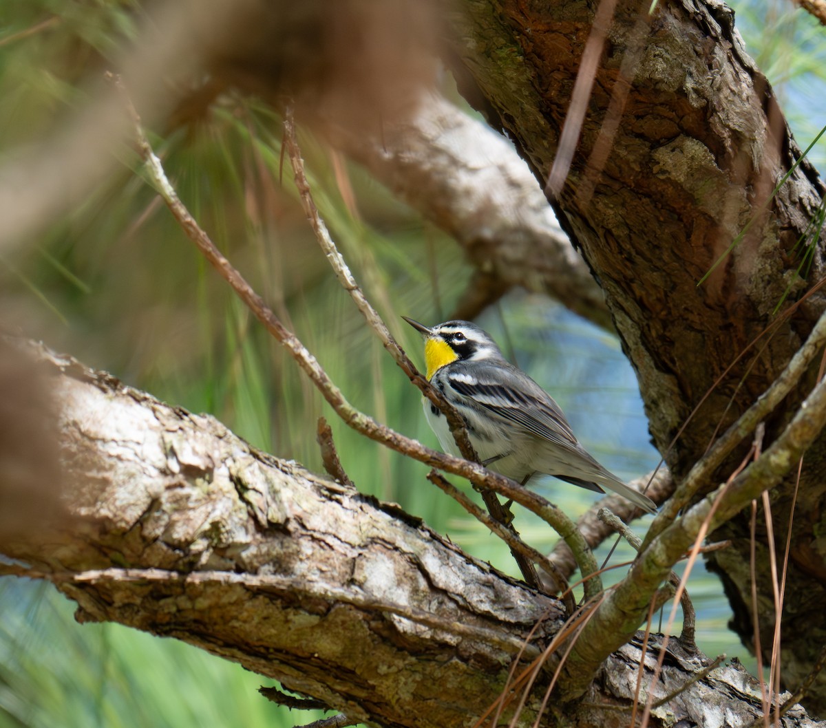 Yellow-throated Warbler - ML643776855