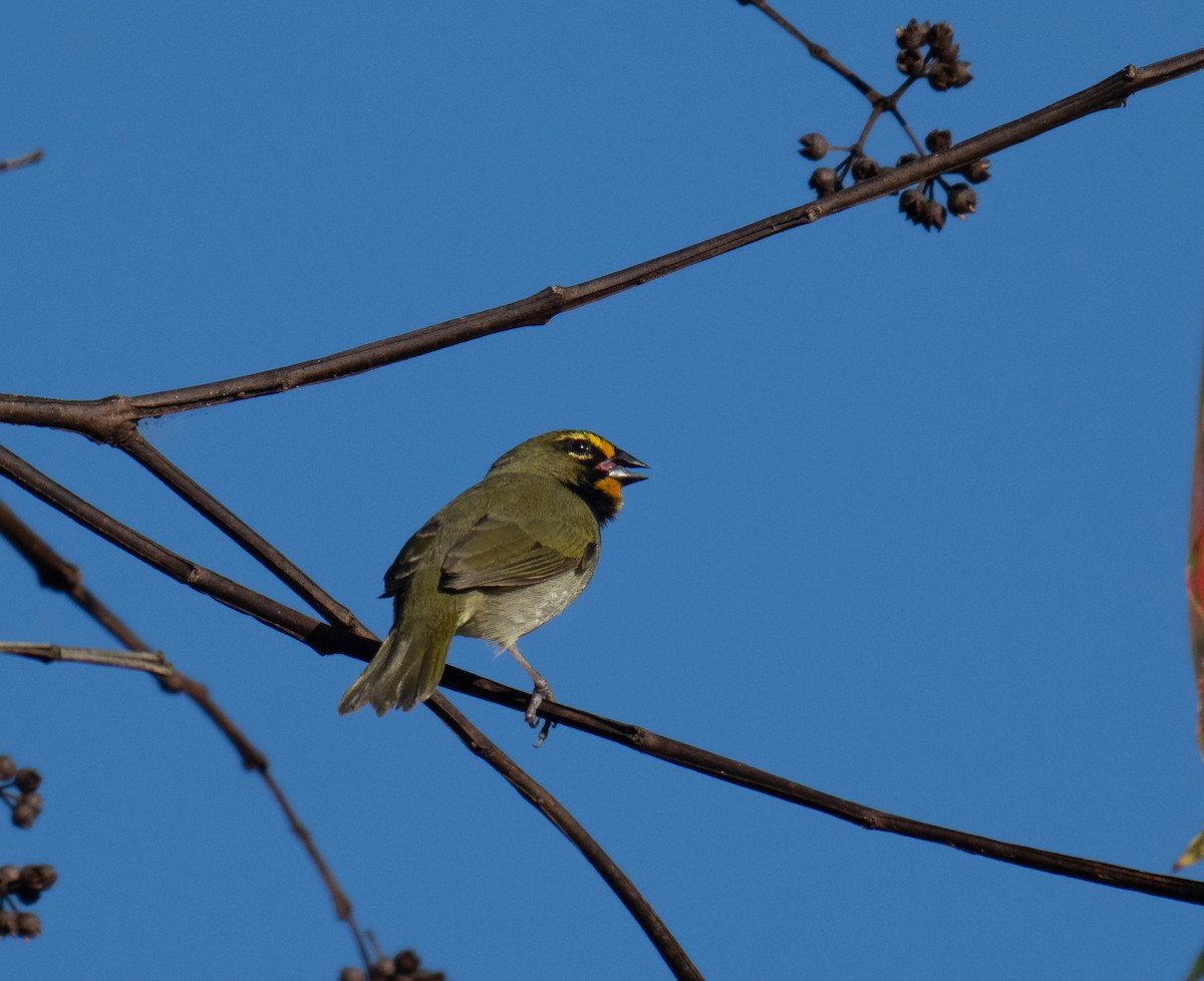 Yellow-faced Grassquit - ML643776859