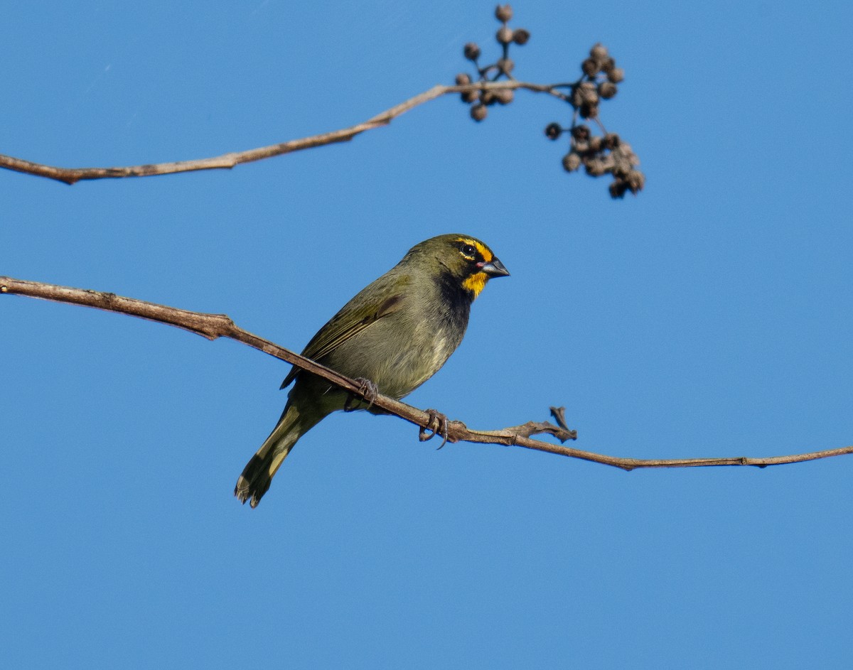 Yellow-faced Grassquit - ML643776860