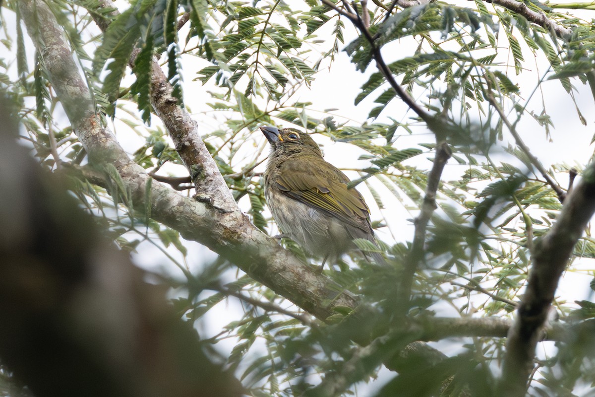 Streaked Saltator - ML643776865