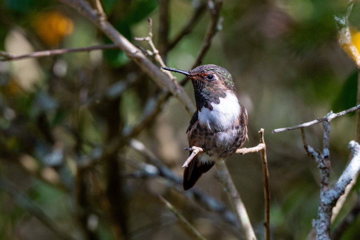 Volcano Hummingbird - ML643776867