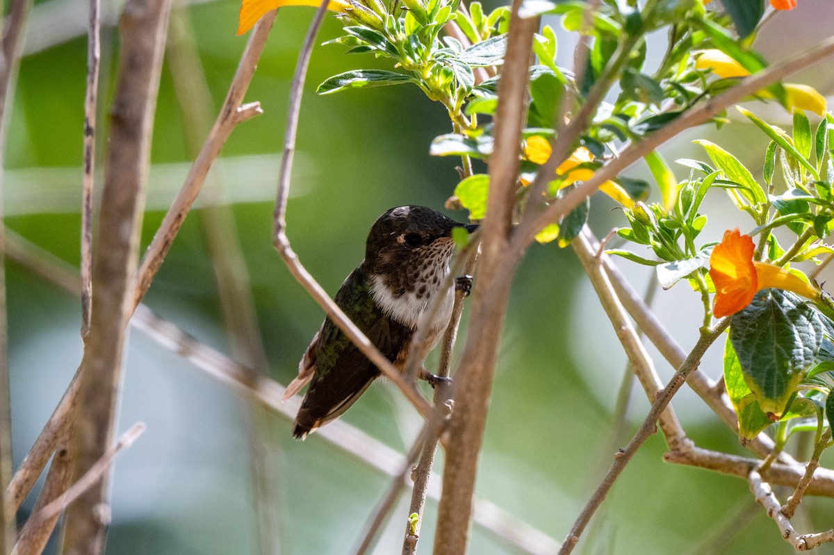 Volcano Hummingbird - ML643776868