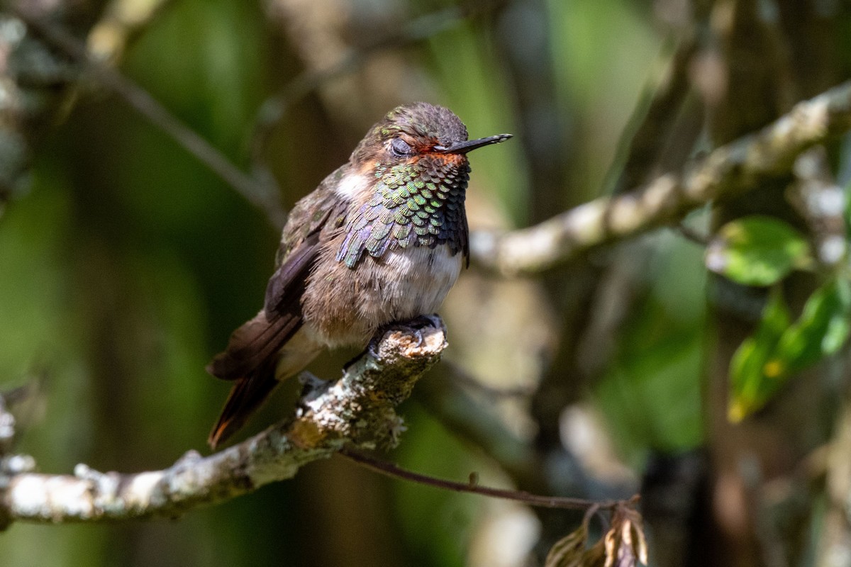 Volcano Hummingbird - ML643776869