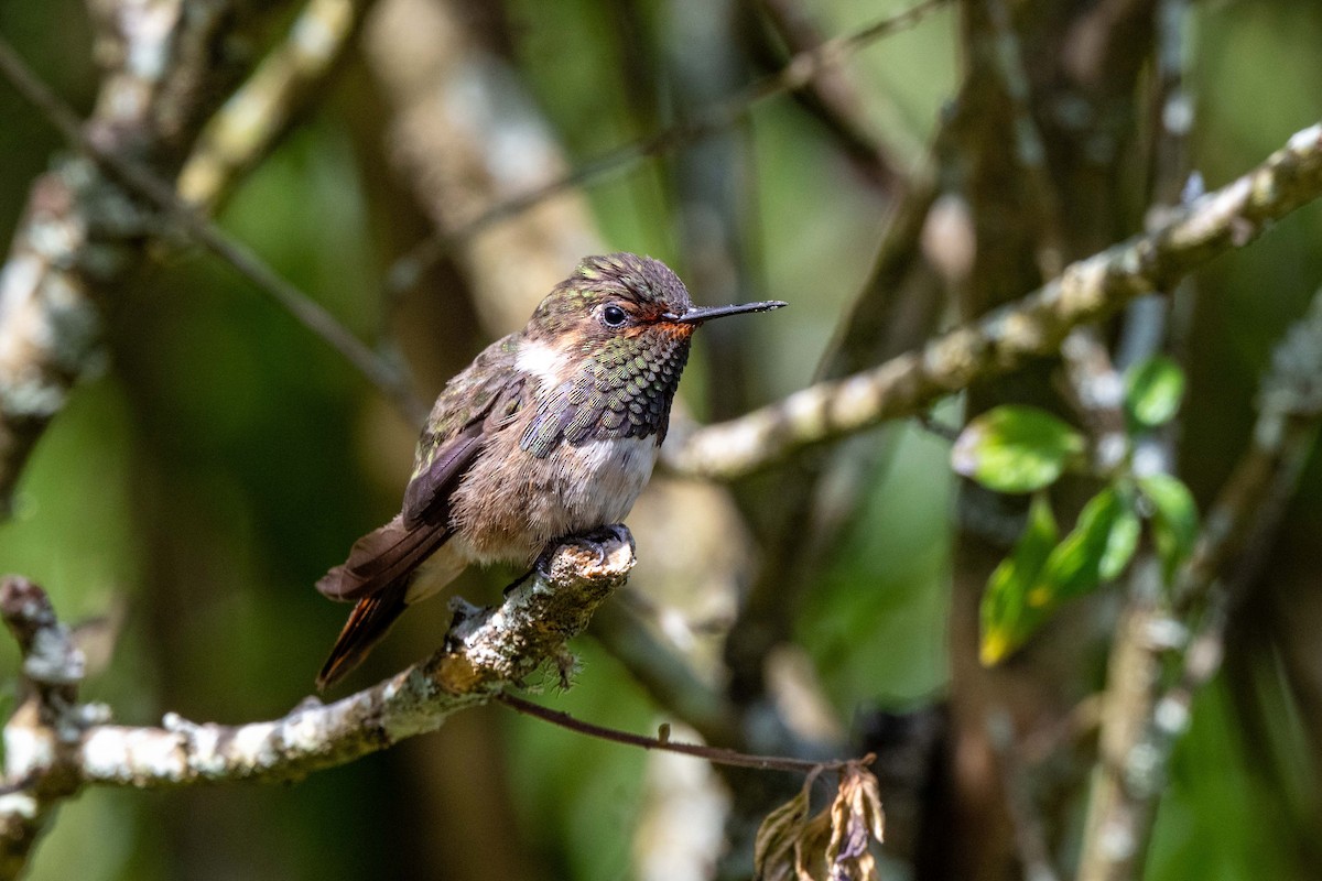Volcano Hummingbird - ML643776870