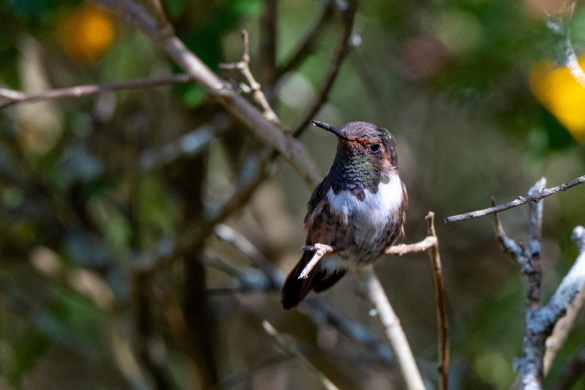 Volcano Hummingbird - ML643776871