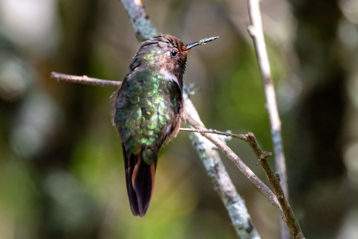 Volcano Hummingbird - ML643776872