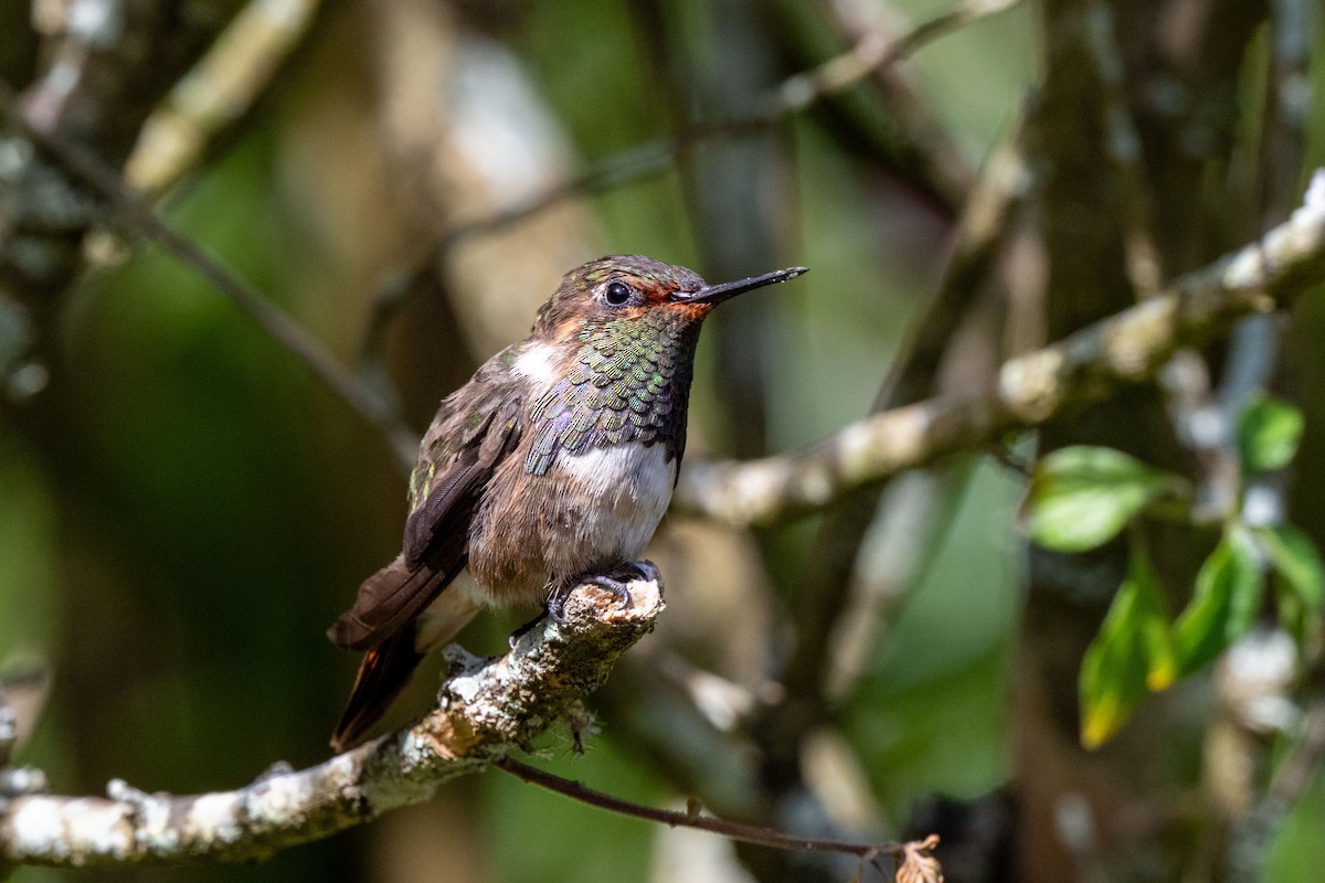 Volcano Hummingbird - ML643776873