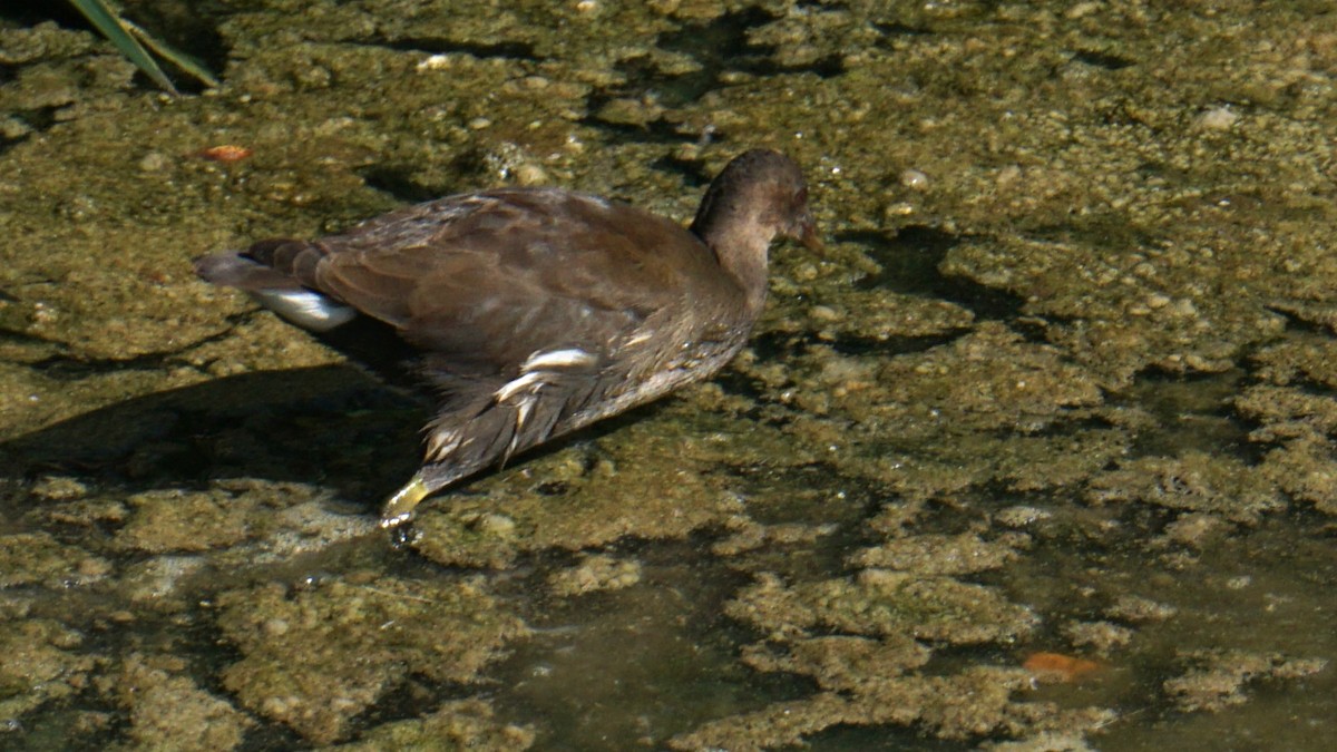סופית - ML643776876