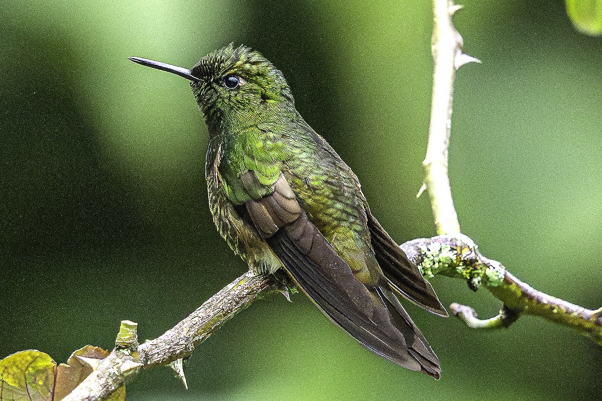 Buff-tailed Coronet - ML643776877