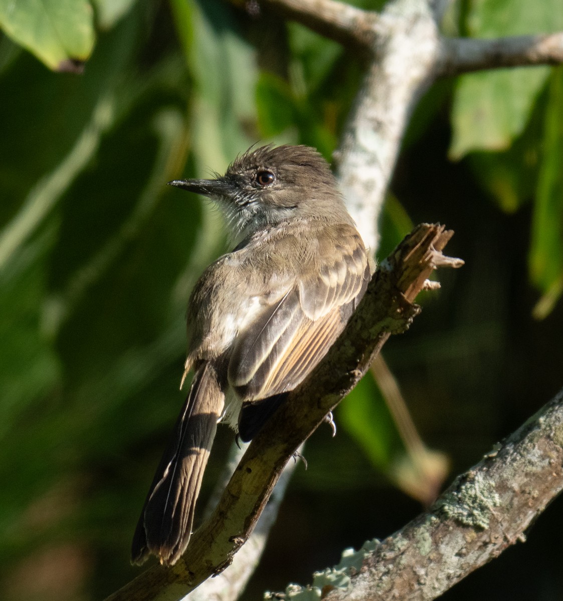 Puerto Rican Flycatcher - ML643776879