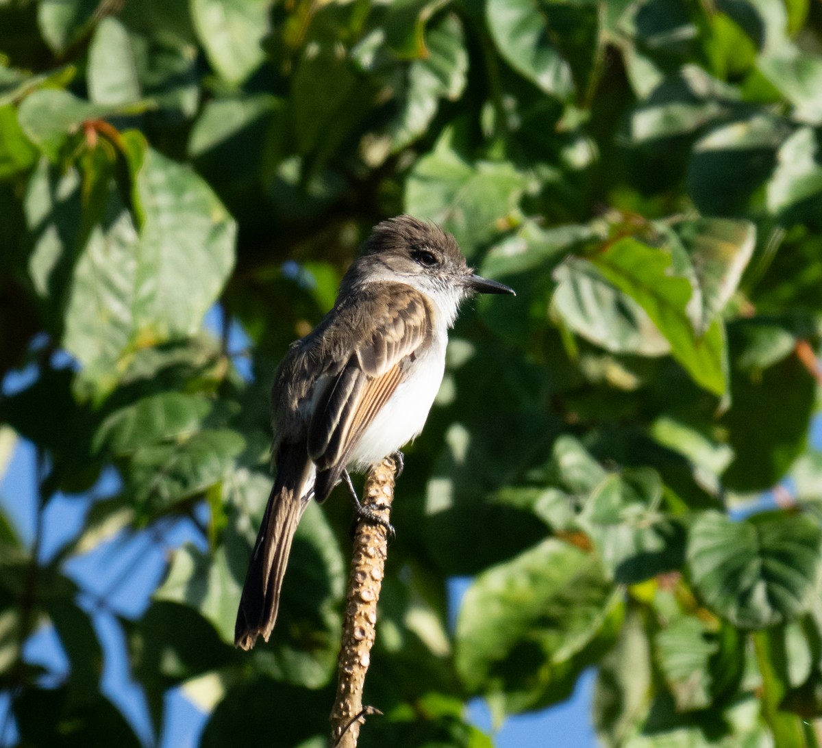 Puerto Rican Flycatcher - ML643776882